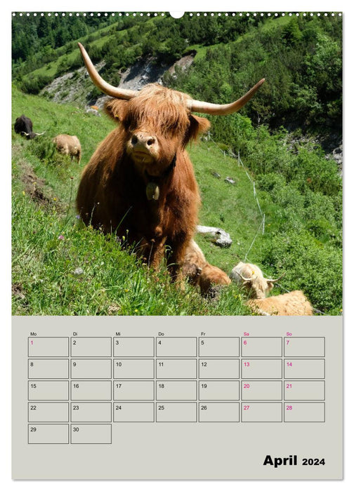 Kuhportraits Hornkühe (CALVENDO Premium Wandkalender 2024)
