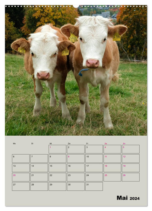 Kuhportraits Hornkühe (CALVENDO Premium Wandkalender 2024)