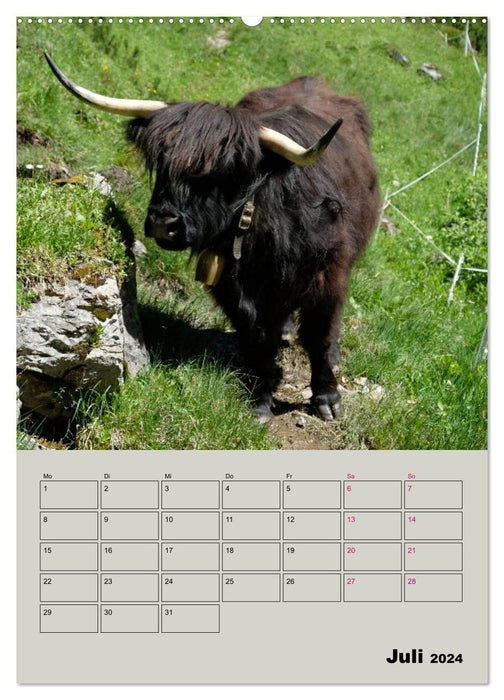 Portraits de vaches vaches à cornes (Calvendo Premium Wall Calendar 2024) 