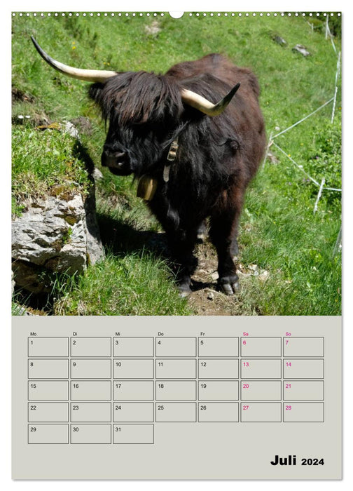 Kuhportraits Hornkühe (CALVENDO Premium Wandkalender 2024)