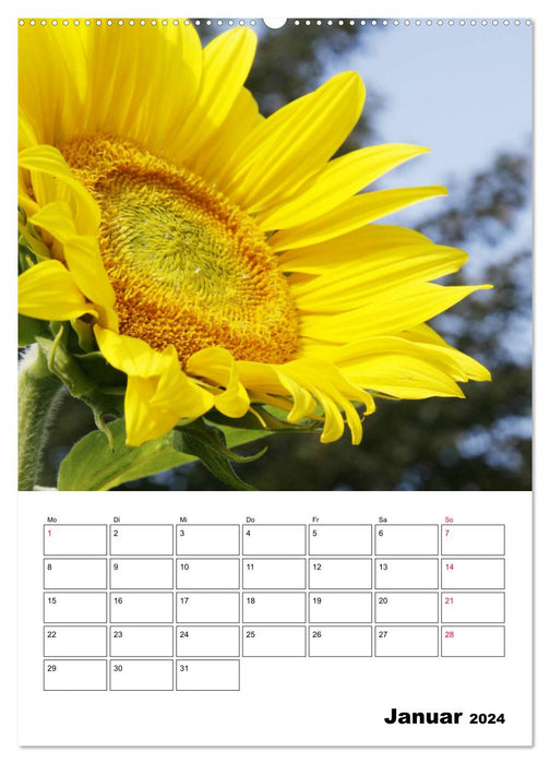Leuchtende Sonnenblumen (CALVENDO Premium Wandkalender 2024)