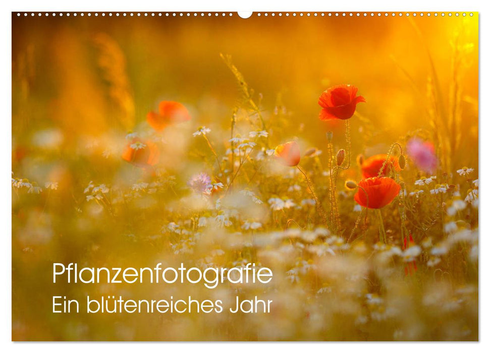 Pflanzenfotografie - Ein blütenreiches Jahr (CALVENDO Wandkalender 2024)