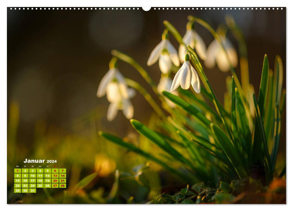 Pflanzenfotografie - Ein blütenreiches Jahr (CALVENDO Wandkalender 2024)