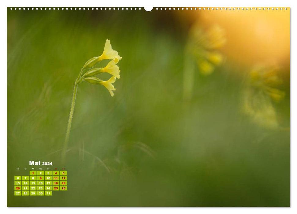 Pflanzenfotografie - Ein blütenreiches Jahr (CALVENDO Wandkalender 2024)