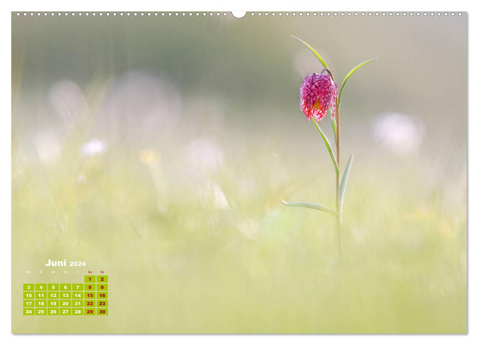 Pflanzenfotografie - Ein blütenreiches Jahr (CALVENDO Wandkalender 2024)