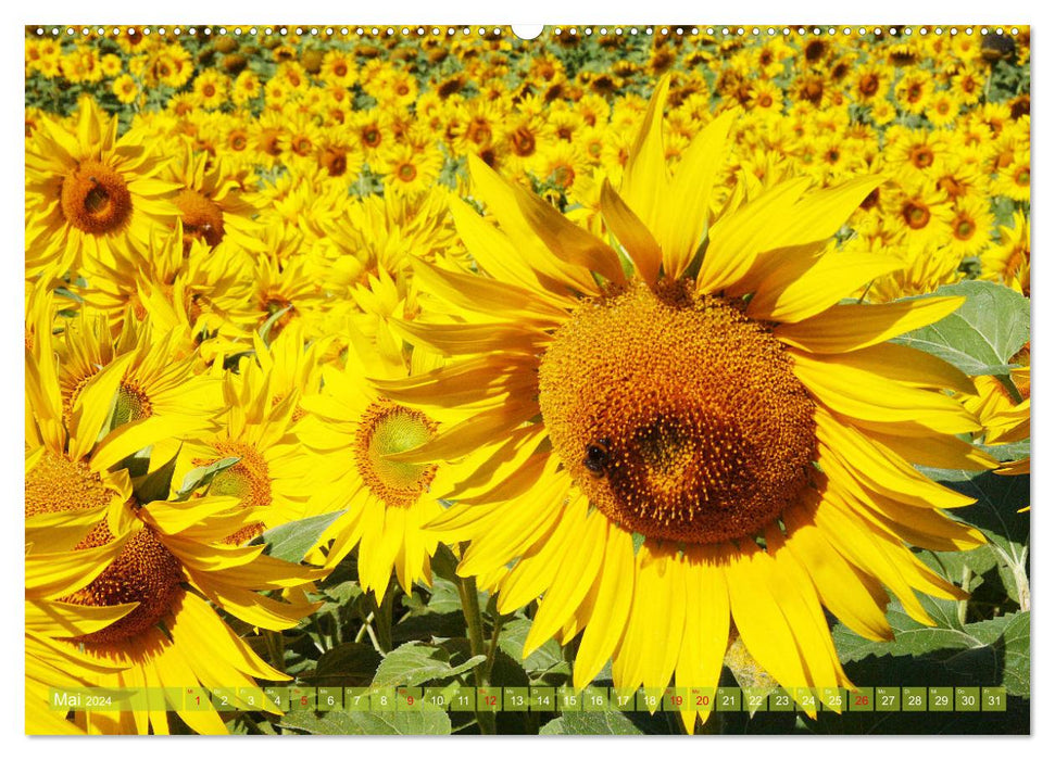 Sonnenblumenwelt (CALVENDO Premium Wandkalender 2024)