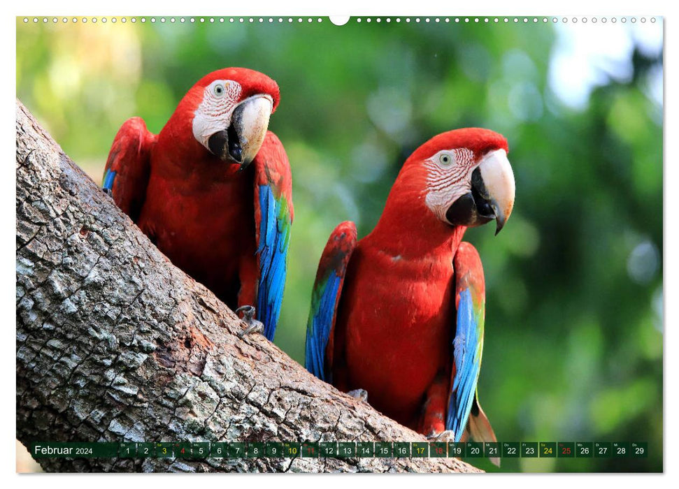 Vogelparadies Pantanal (CALVENDO Wandkalender 2024)