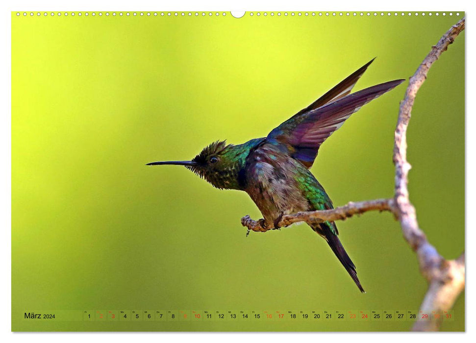 Paradis des oiseaux Pantanal (Calendrier mural CALVENDO 2024) 