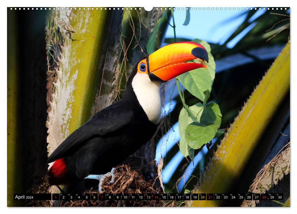 Paradis des oiseaux Pantanal (Calendrier mural CALVENDO 2024) 