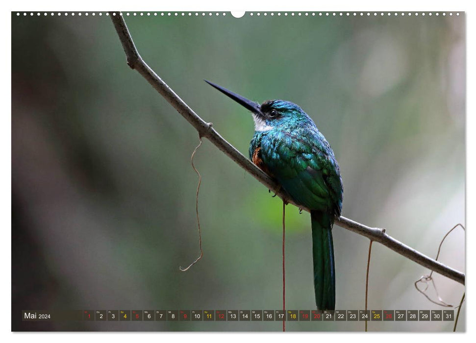 Paradis des oiseaux Pantanal (Calendrier mural CALVENDO 2024) 