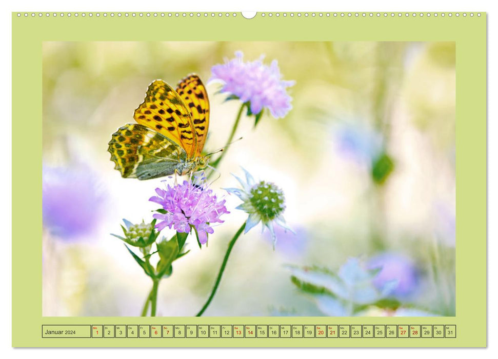 Papillons-Butterflies-Schmetterlinge (CALVENDO Wandkalender 2024)