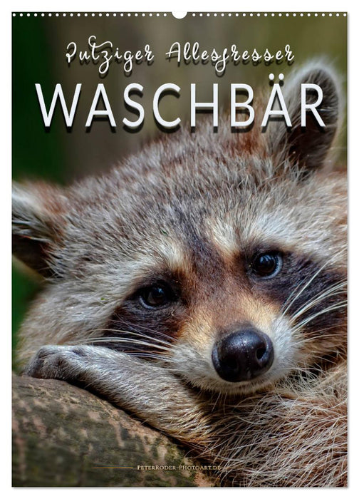 Waschbär - putziger Allesfresser (CALVENDO Wandkalender 2024)