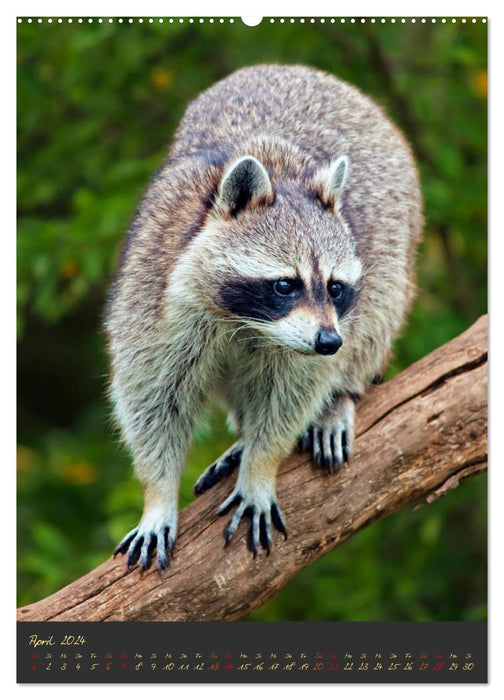 Waschbär - putziger Allesfresser (CALVENDO Wandkalender 2024)