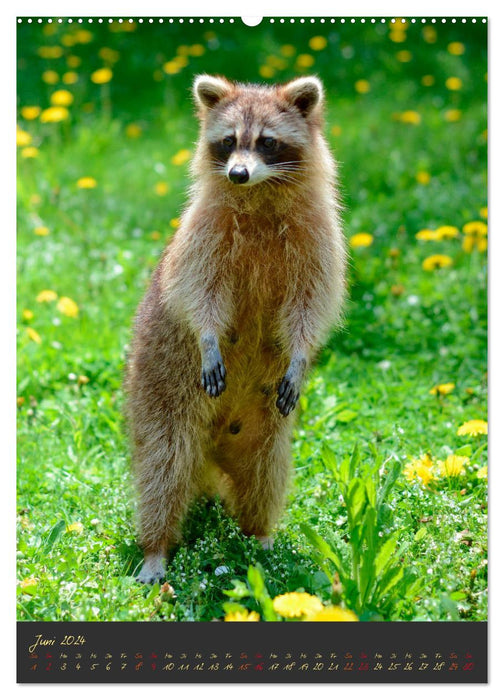 Waschbär - putziger Allesfresser (CALVENDO Wandkalender 2024)