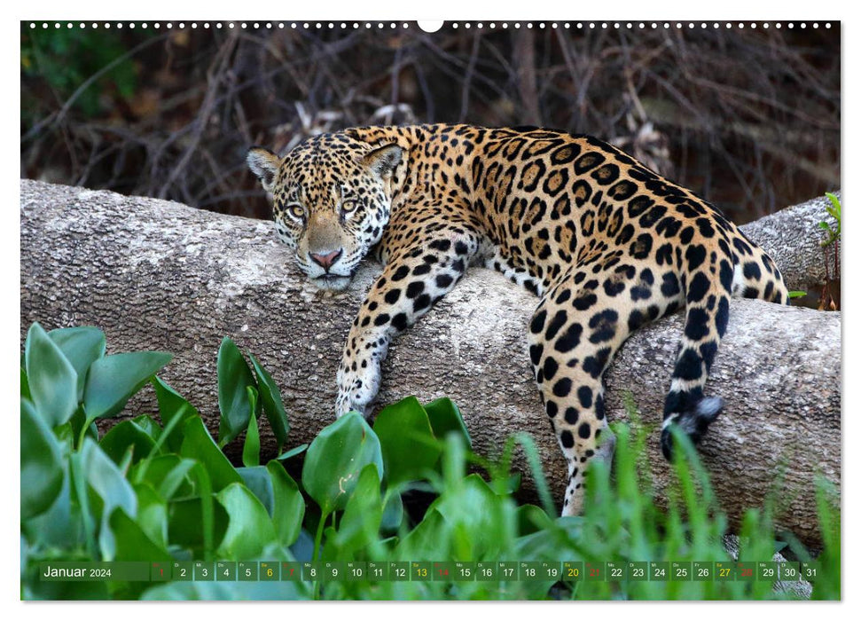 Jaguars dans le Pantanal (calendrier mural CALVENDO 2024) 