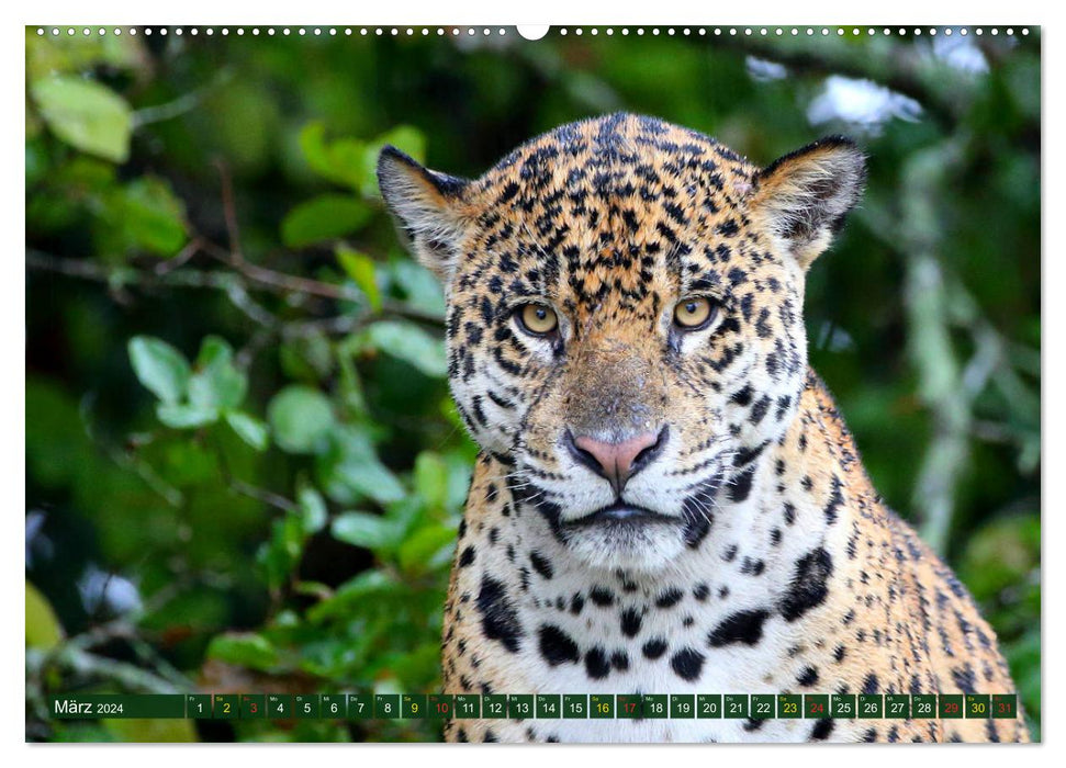 Jaguars dans le Pantanal (calendrier mural CALVENDO 2024) 