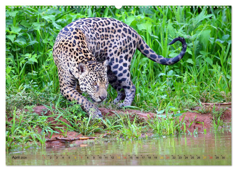 Jaguars dans le Pantanal (calendrier mural CALVENDO 2024) 