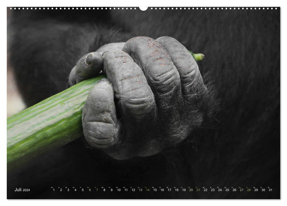 FRUITS ET LÉGUMES dans les mains des gorilles (Calvendo Premium Wall Calendar 2024) 