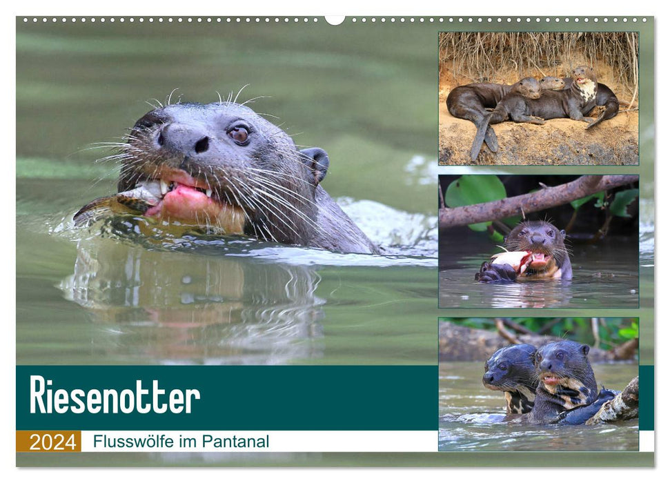 Riesenotter - Flusswölfe im Pantanal (CALVENDO Wandkalender 2024)