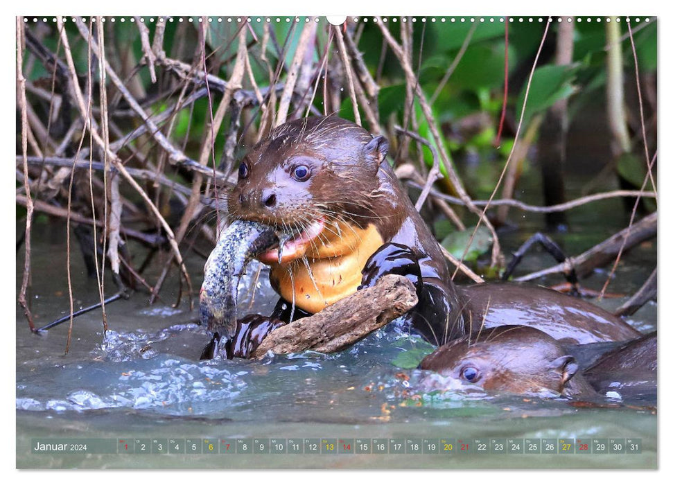 Loutres géantes - loups de rivière dans le Pantanal (Calendrier mural CALVENDO 2024) 