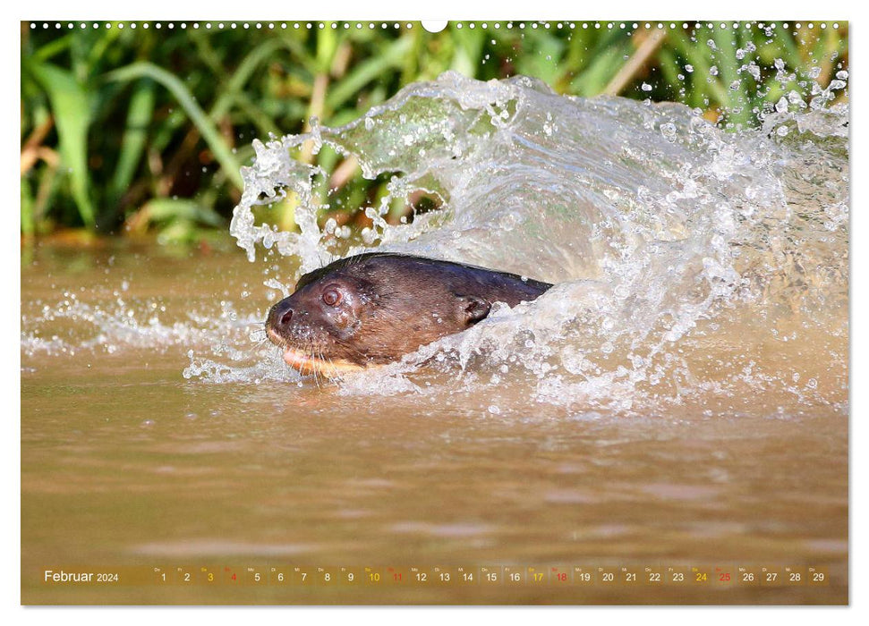 Riesenotter - Flusswölfe im Pantanal (CALVENDO Wandkalender 2024)