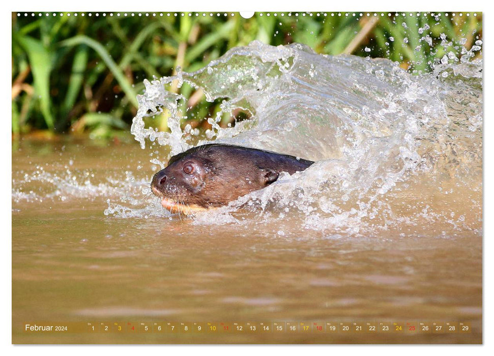 Loutres géantes - loups de rivière dans le Pantanal (Calendrier mural CALVENDO 2024) 