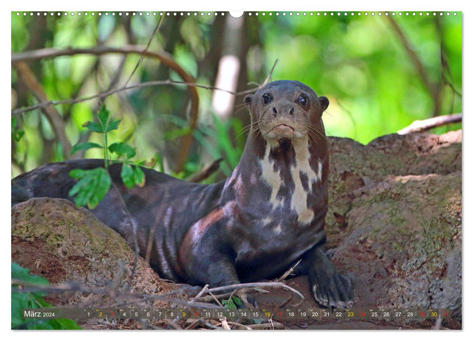 Loutres géantes - loups de rivière dans le Pantanal (Calendrier mural CALVENDO 2024) 