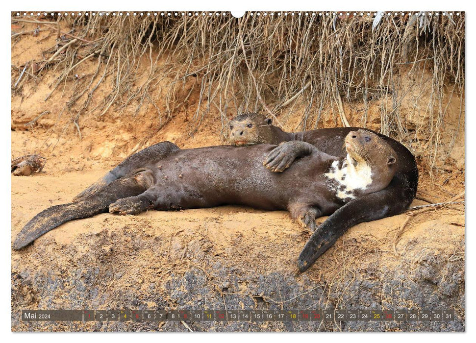 Loutres géantes - loups de rivière dans le Pantanal (Calendrier mural CALVENDO 2024) 