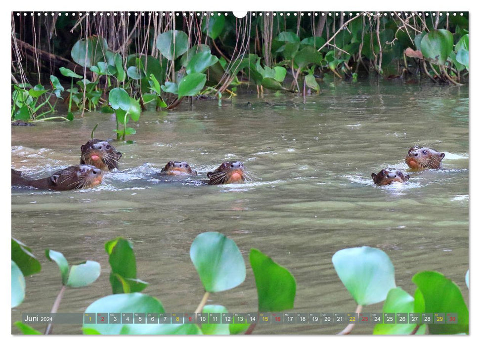 Loutres géantes - loups de rivière dans le Pantanal (Calendrier mural CALVENDO 2024) 