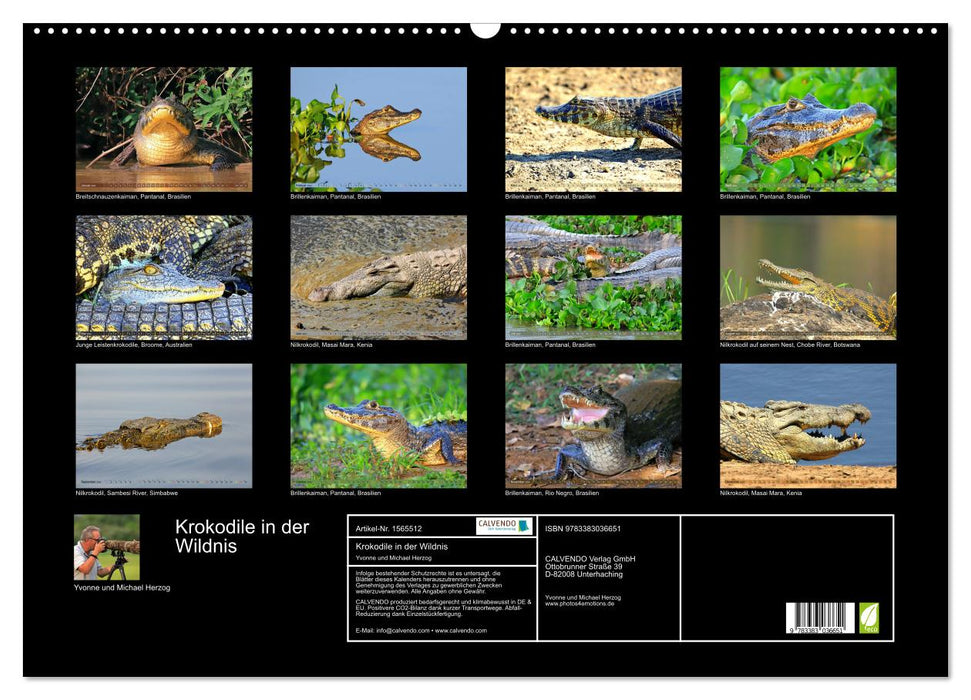 Crocodiles à l'état sauvage (Calendrier mural CALVENDO 2024) 