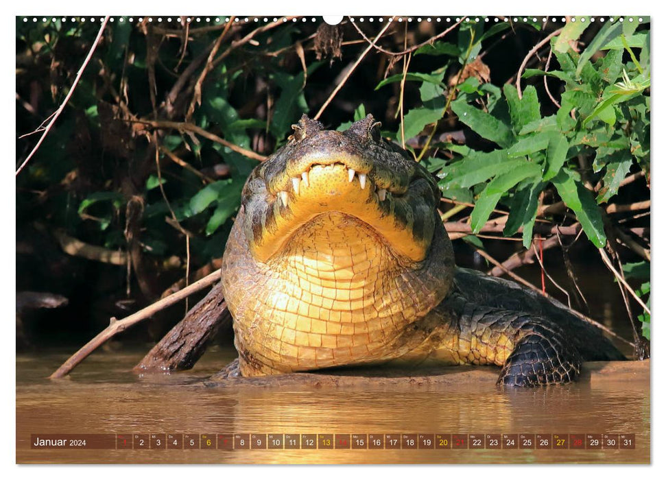 Crocodiles à l'état sauvage (Calendrier mural CALVENDO 2024) 