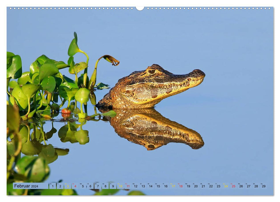 Crocodiles à l'état sauvage (Calendrier mural CALVENDO 2024) 