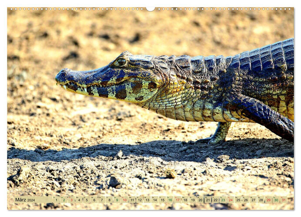 Crocodiles à l'état sauvage (Calendrier mural CALVENDO 2024) 