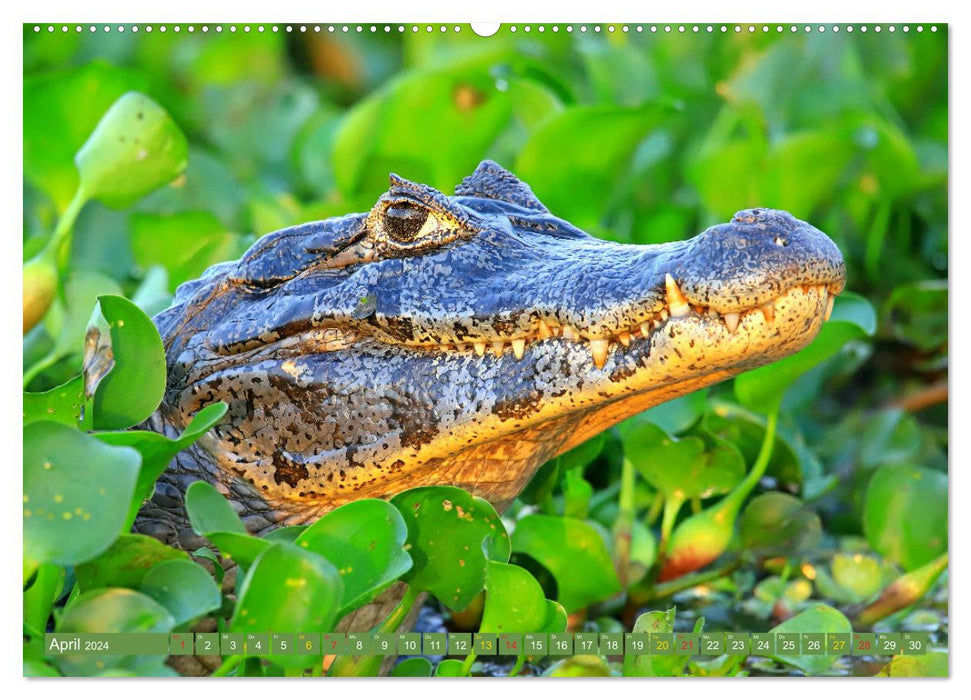 Crocodiles à l'état sauvage (Calendrier mural CALVENDO 2024) 