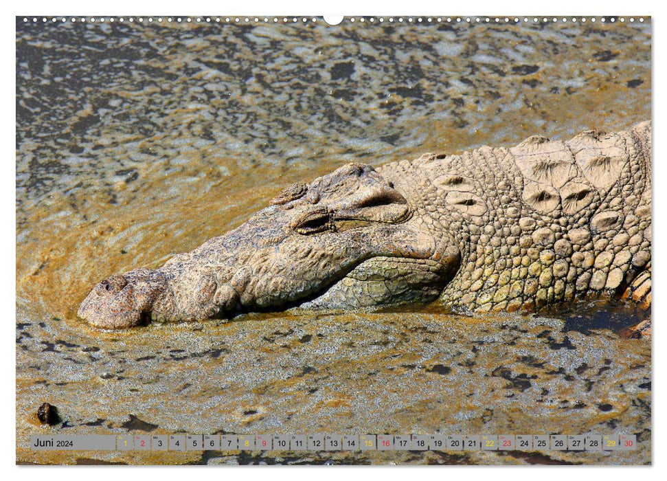 Crocodiles à l'état sauvage (Calendrier mural CALVENDO 2024) 