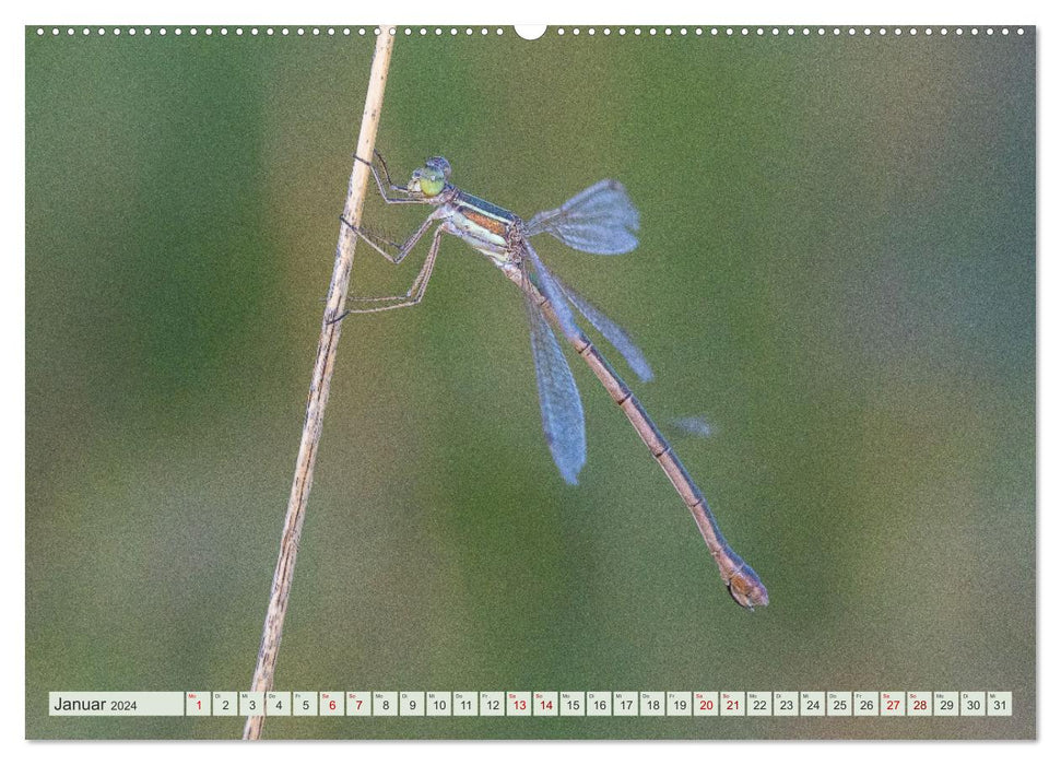 Farbenvolle Pracht der Libellen (CALVENDO Premium Wandkalender 2024)