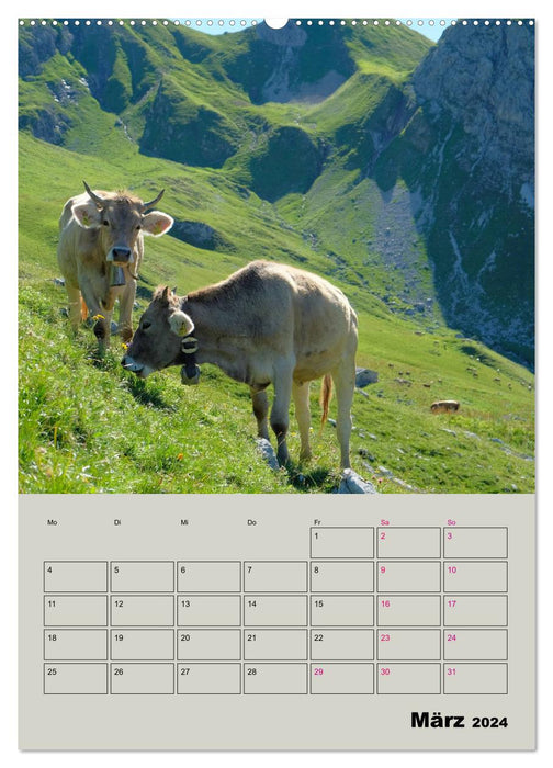 Kuhportraits Hornkühe (CALVENDO Wandkalender 2024)