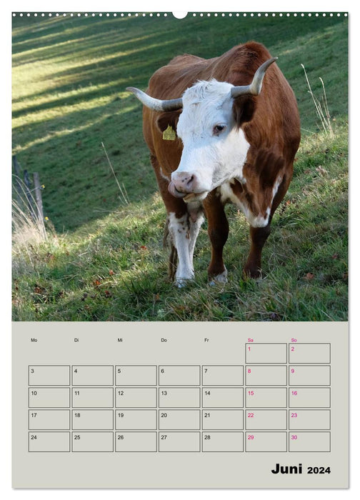 Kuhportraits Hornkühe (CALVENDO Wandkalender 2024)