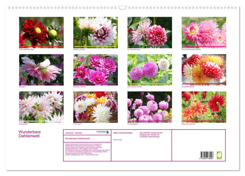 Monde merveilleux des dahlias (Calendrier mural CALVENDO 2024) 