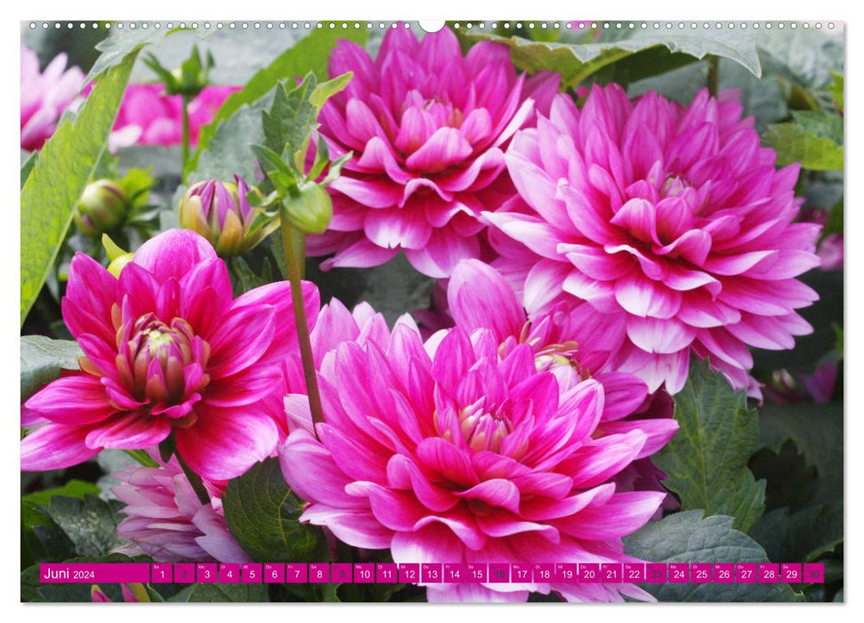 Monde merveilleux des dahlias (Calendrier mural CALVENDO 2024) 