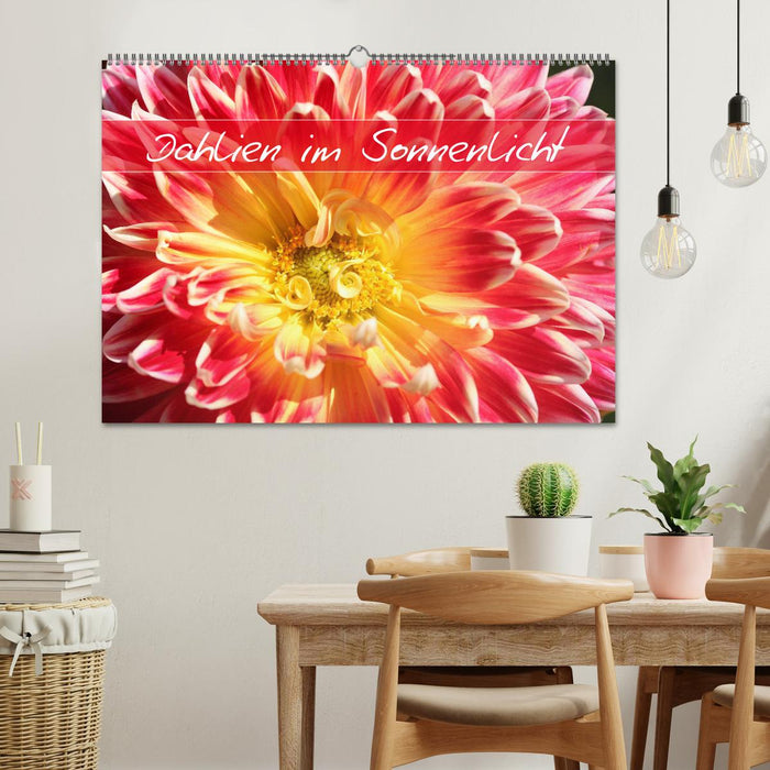 Dahlias au soleil (Calendrier mural CALVENDO 2024) 