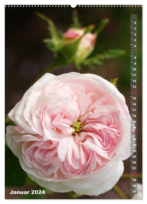 Schönste Rosen (CALVENDO Premium Wandkalender 2024)