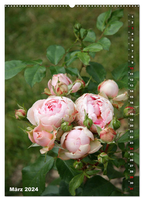 Schönste Rosen (CALVENDO Premium Wandkalender 2024)
