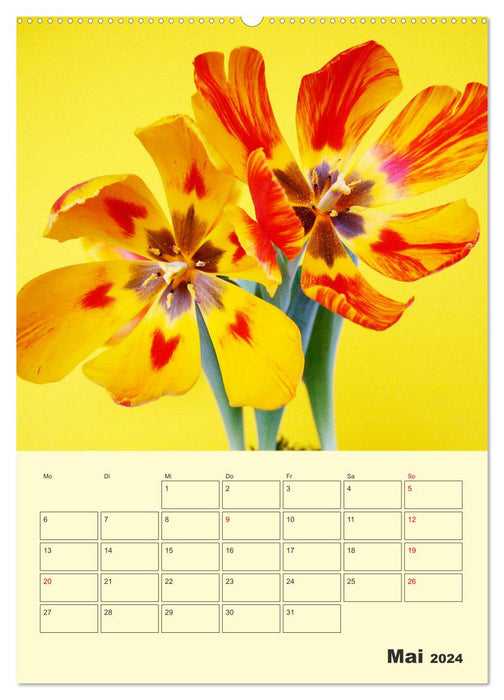 Wunderbare Tulpenwelt (CALVENDO Wandkalender 2024)