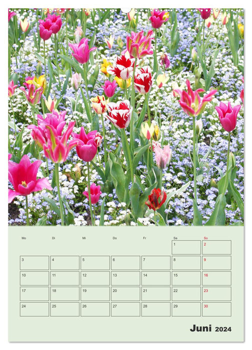 Wunderbare Tulpenwelt (CALVENDO Wandkalender 2024)