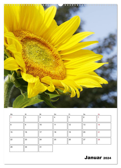 Tournesols lumineux (calendrier mural CALVENDO 2024) 