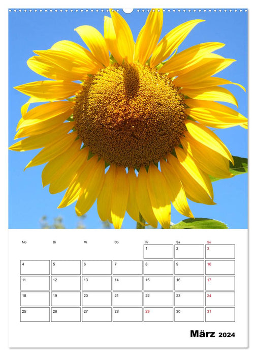 Tournesols lumineux (calendrier mural CALVENDO 2024) 