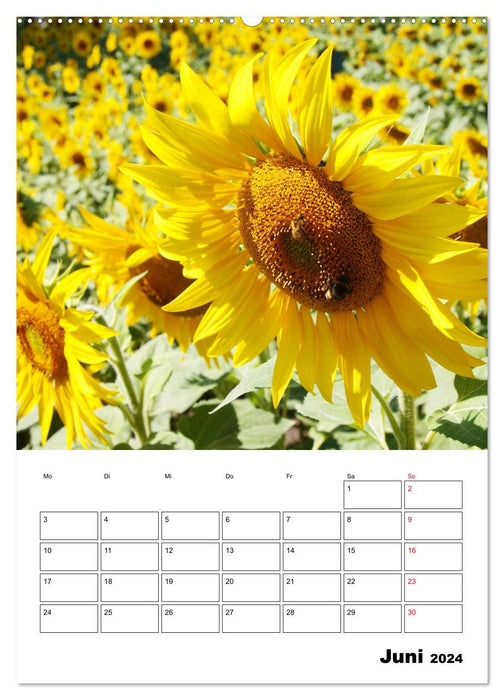 Tournesols lumineux (calendrier mural CALVENDO 2024) 