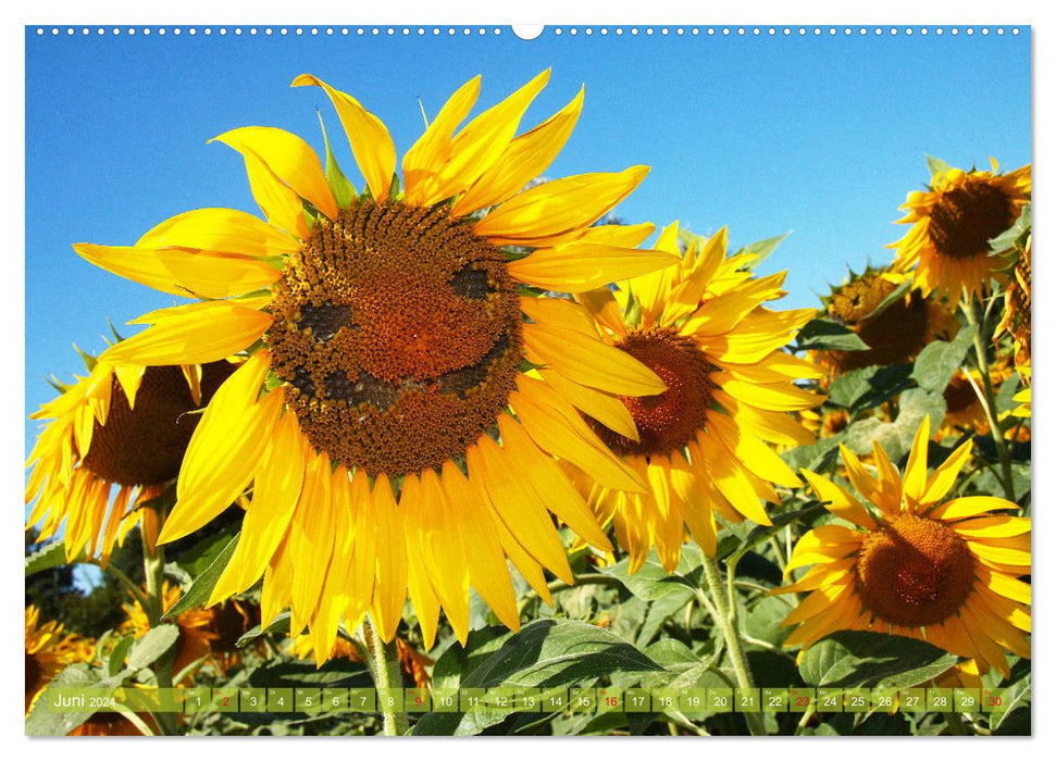 Sonnenblumenwelt (CALVENDO Wandkalender 2024)