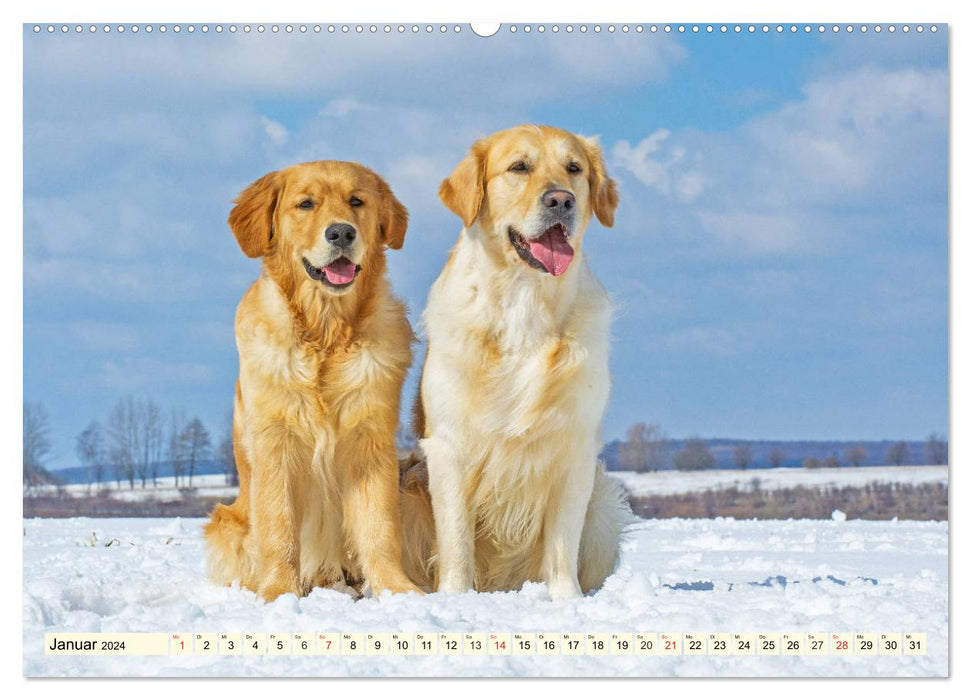 Golden Retriever - Freunde auf 4 Pfoten (CALVENDO Premium Wandkalender 2024)